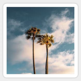 Palm Trees Sticker